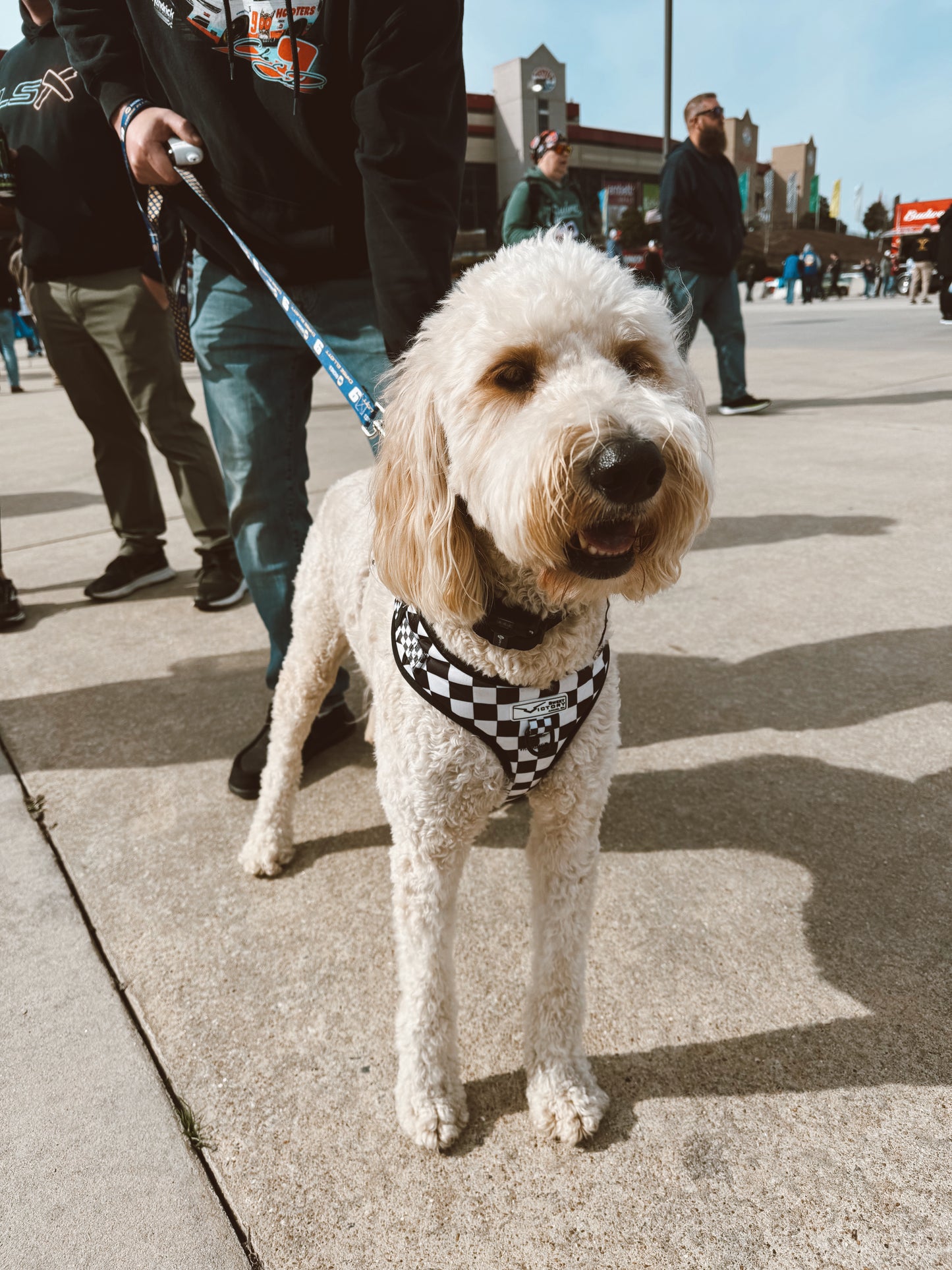 Black Checkered Dog Harness