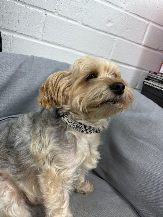 Black Checkered Dog Collar