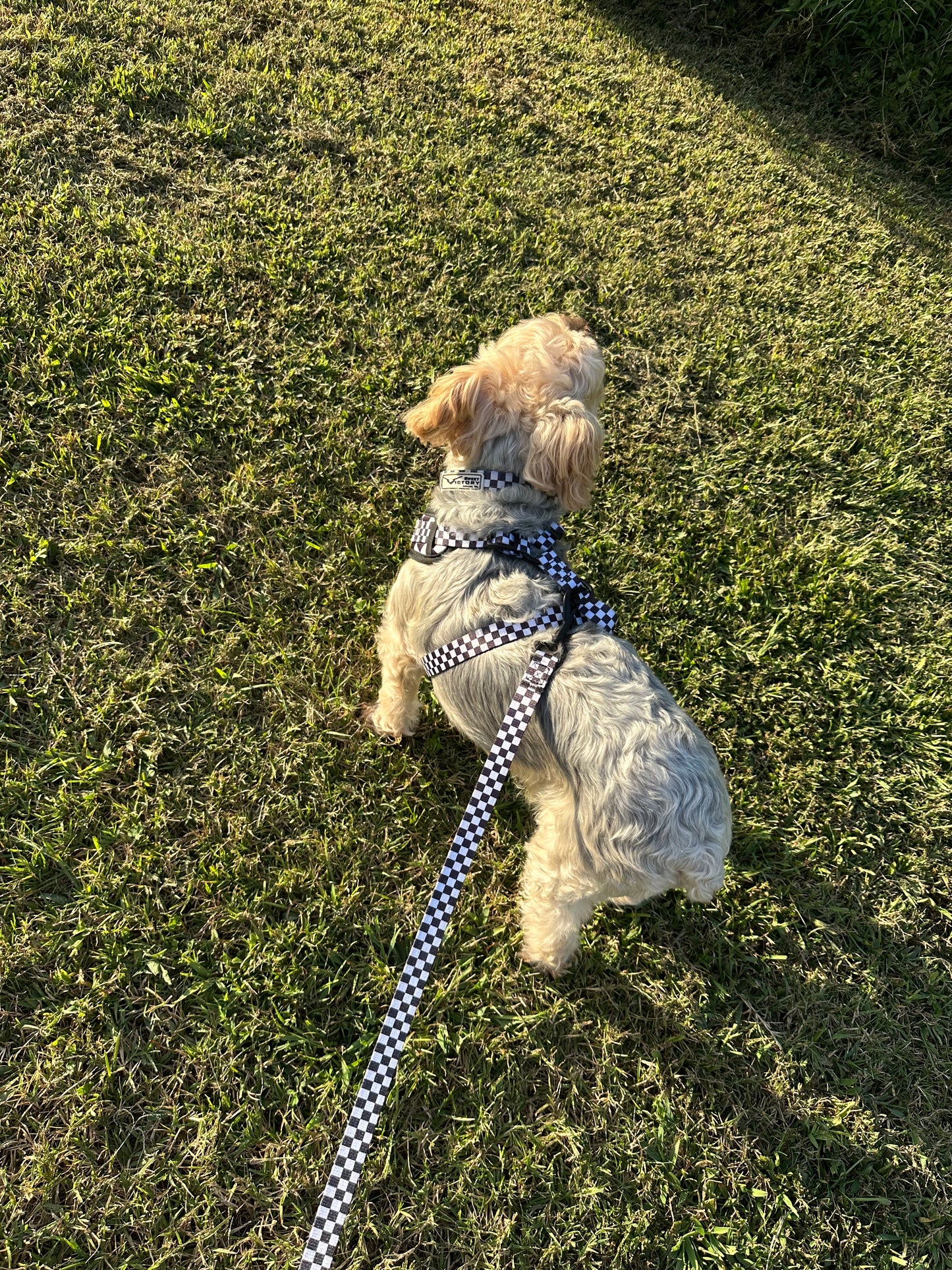 Black Checkered Dog Leash